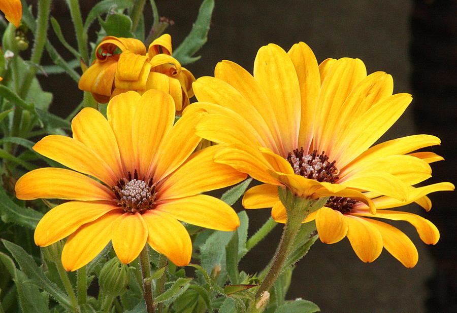 Golden Glory African Daisies Photograph by Sheila Brown