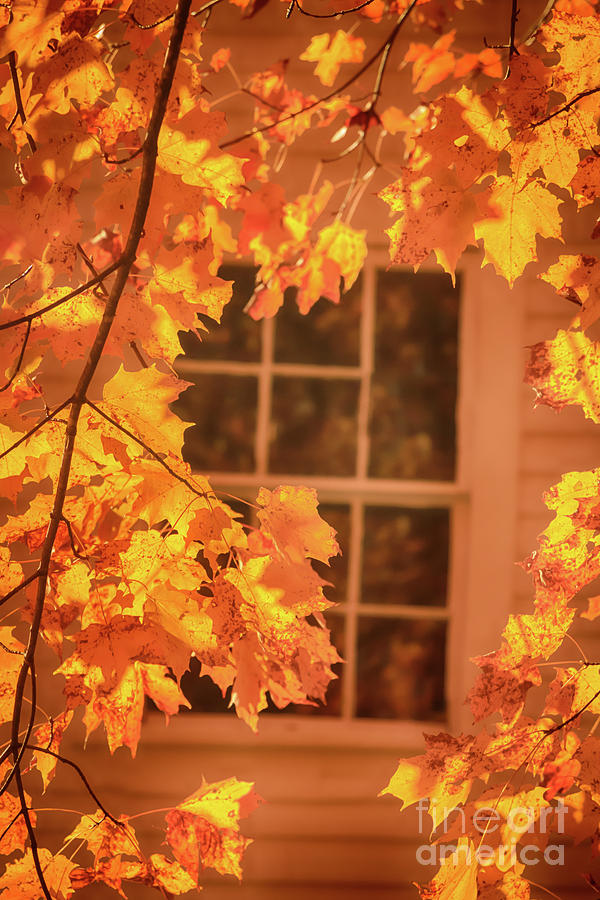 Golden Glow of Autumn Photograph by Elizabeth Dow