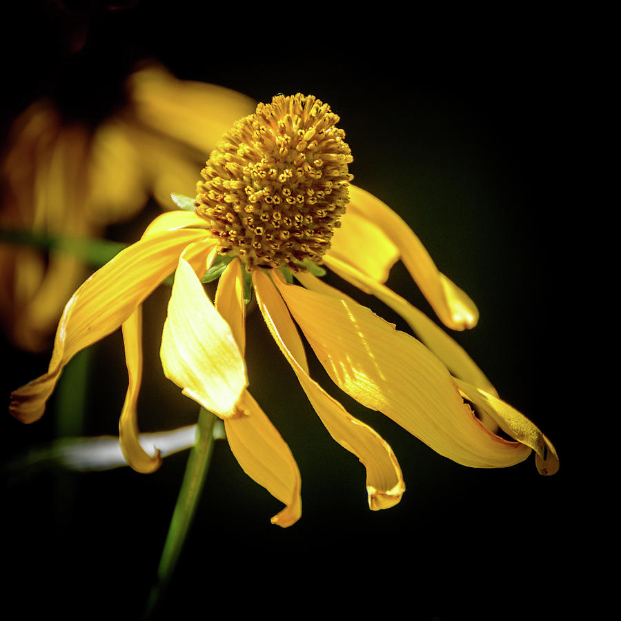 Golden Glow Wildflower - 2 Photograph by Debra Martz