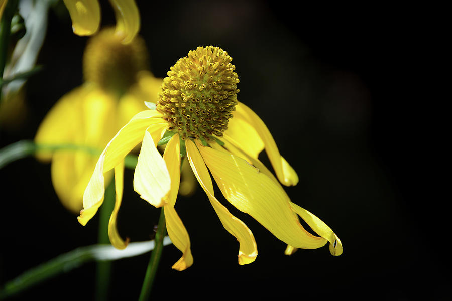 Golden Glow Wildflower Photograph by Debra Martz