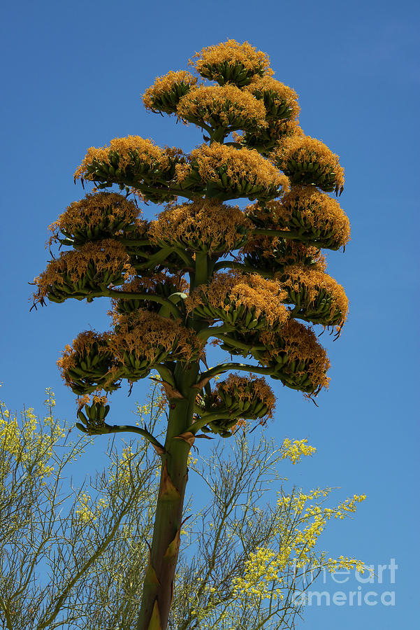 Golden Glowered Century Plant Photograph by Bob Phillips