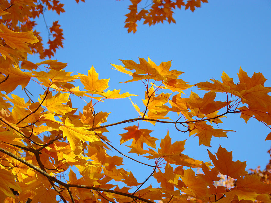 Fall Photograph - Golden Glowing Yellow Orange Fall Tree Leaves Baslee Troutman by Patti Baslee