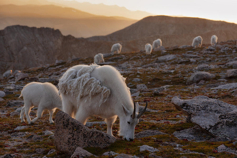 Goat Photograph - Golden Goat Herd by Mike Berenson