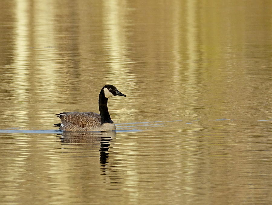 Golden Goose Photograph by Lori Lafargue