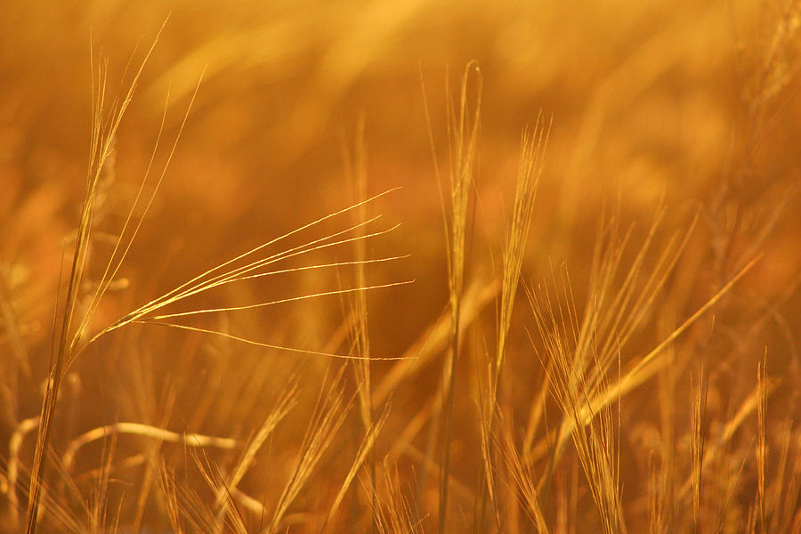 Golden Grain Wheat Photograph by Mary Jo Allen