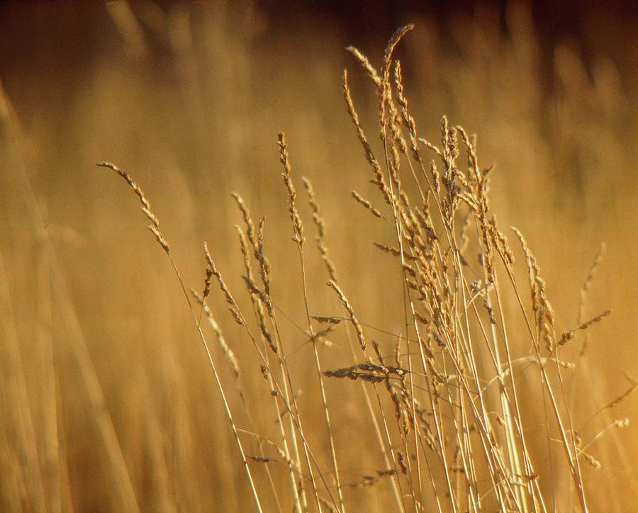 Golden Grains  Photograph by Lyle Crump