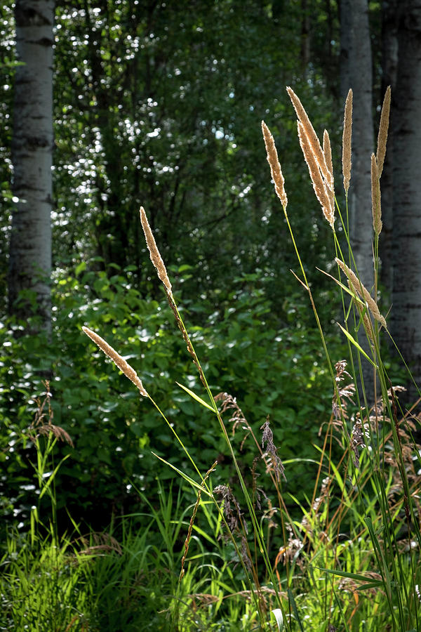 Golden Grass at the Forest Edge Photograph by Mary Lee Dereske