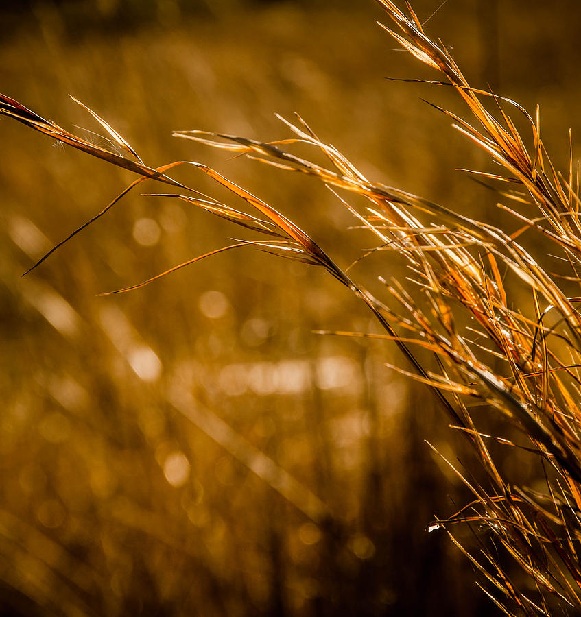 Golden Grass Photograph by Bruce Pritchett