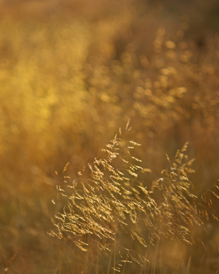 Summer Photograph - Golden grass by David Taylor