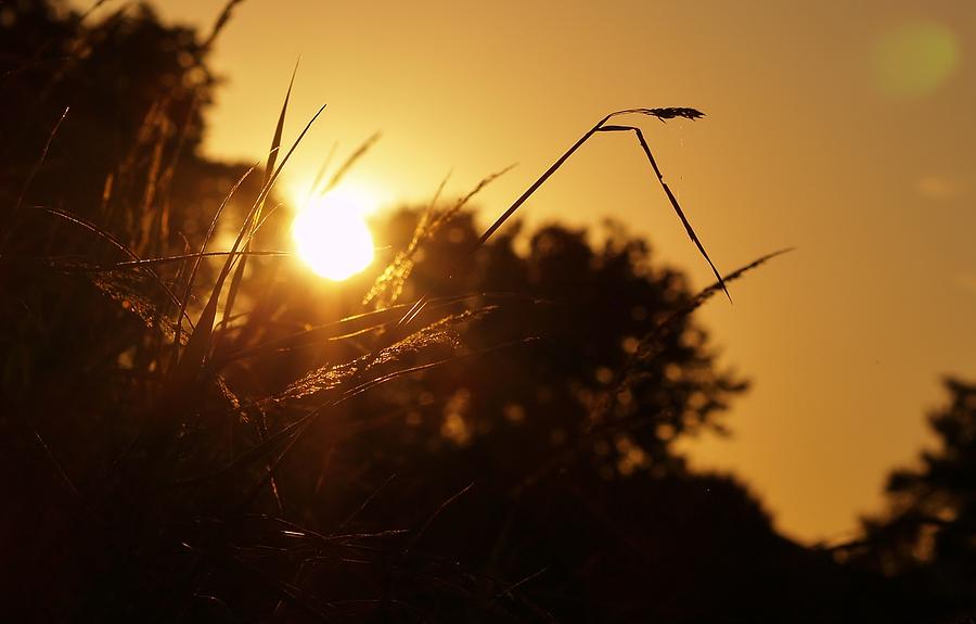 Sunset Photograph - Golden Grass by Denise Irving