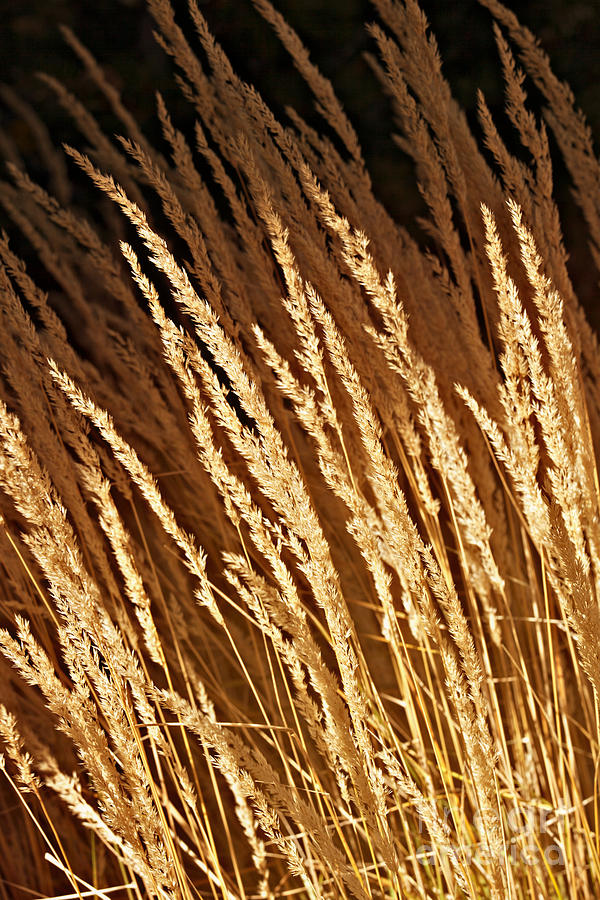 Golden Grass Photograph by Douglas Barnard