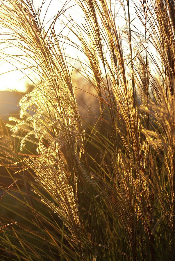 Golden Grass in Sunset Photograph by Douglas Barnett