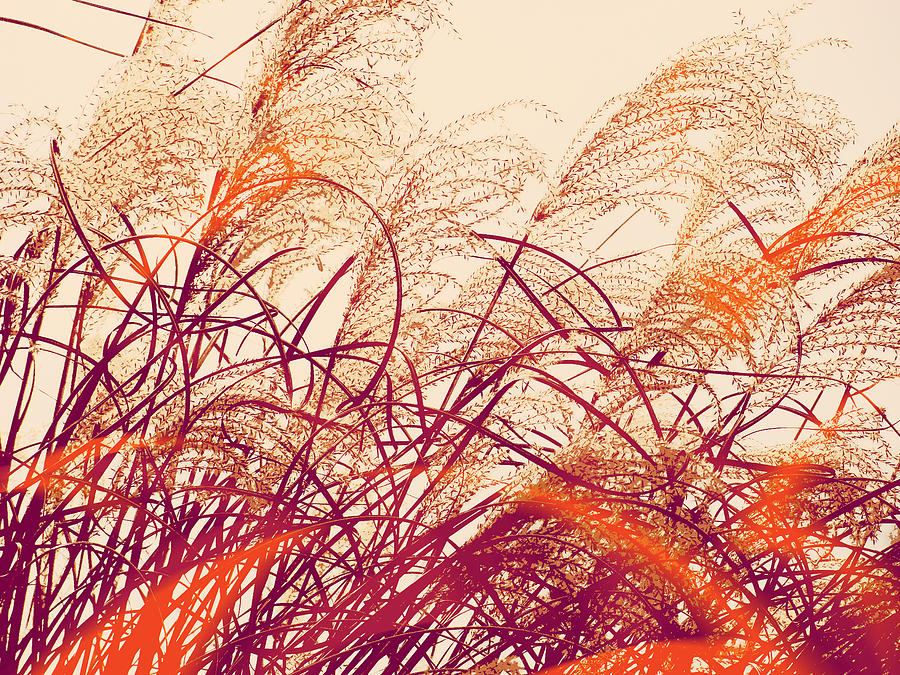  Abstract Pampas  Photograph by Stacie Siemsen