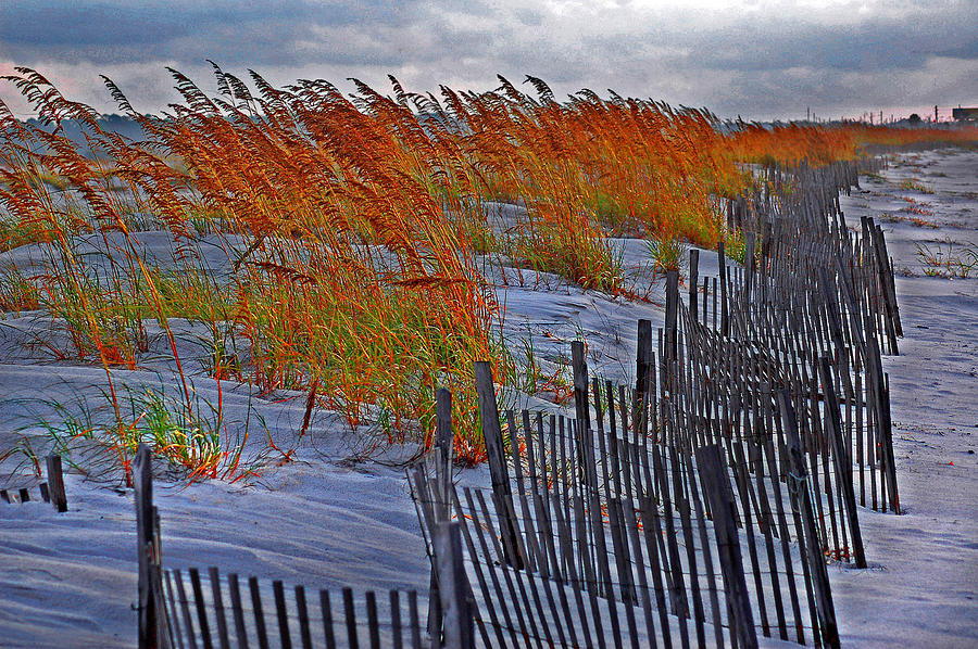 Golden Grasses and the Beach Painting by Michael Thomas
