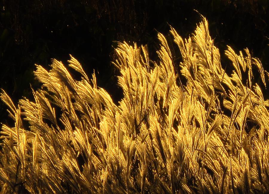 Golden Grasses at Sunset Photograph by Lori Frisch