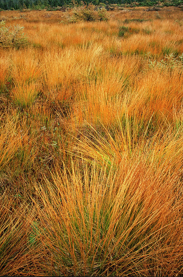 Golden Grasses Photograph by Irwin Barrett