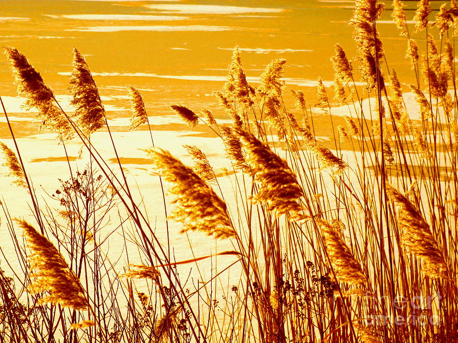 Golden Grasses Photograph by Sybil Staples