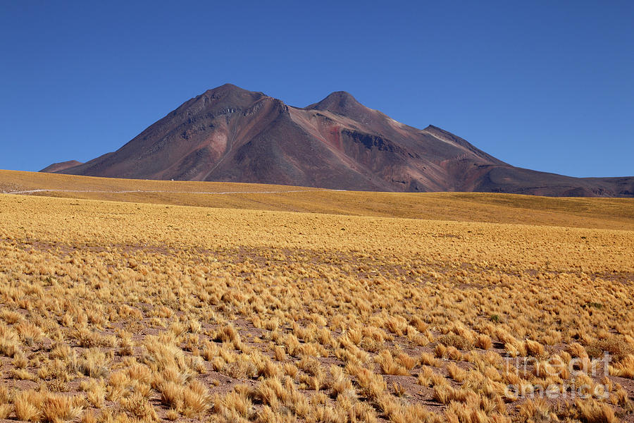 Golden Grasslands and Miniques Volcano Chile Photograph by James Brunker