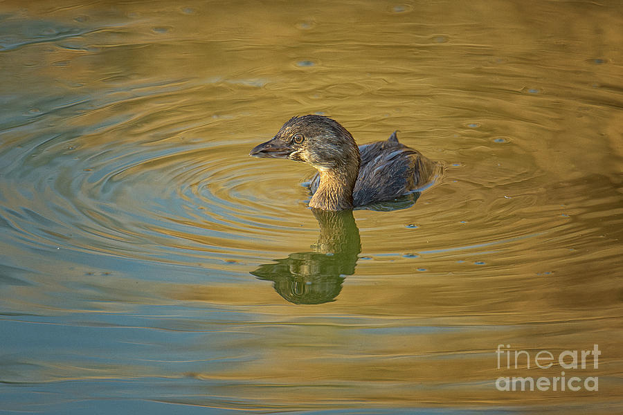 Nature Photograph - Golden Grebe by Craig Leaper