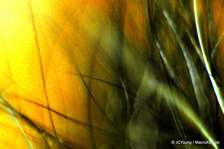 Landscape Photograph - Golden Green Field by JCYoung MacroXscape Landscape Photograph - Golden Green Field by JCYoung MacroXscape