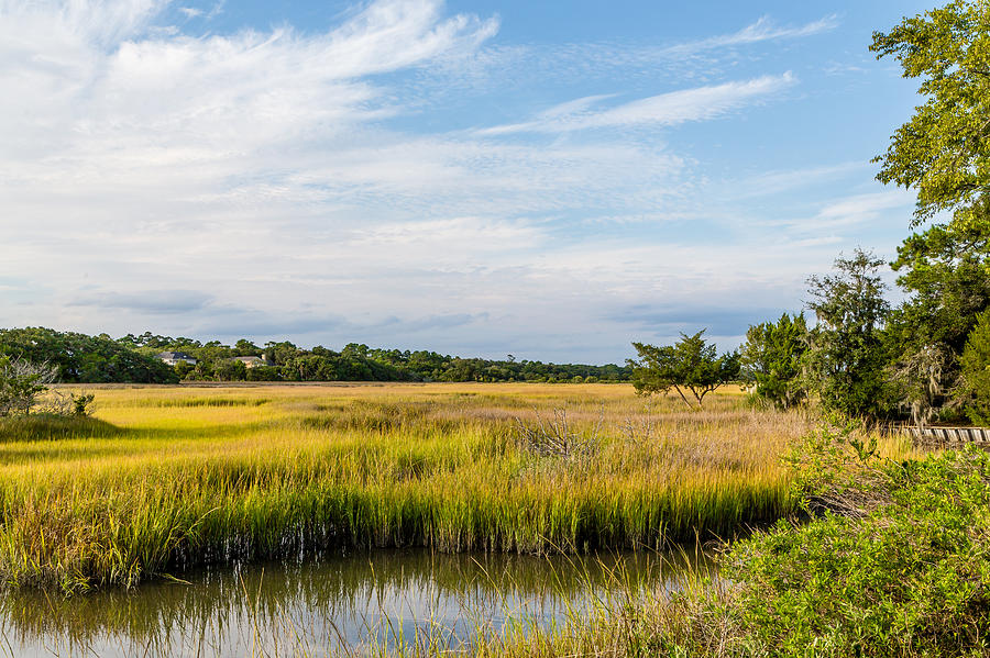 Golden Green Marsh Under Blue Skies Photograph by Darryl Brooks