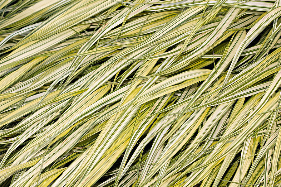 Golden Hakone Grass Photograph by Peter J Sucy