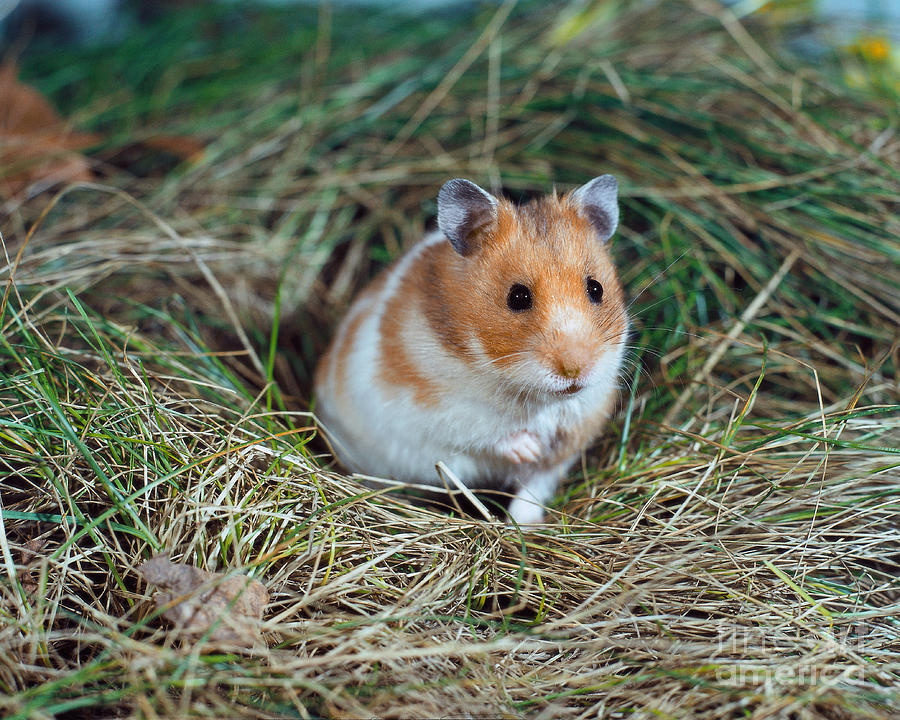 Golden Hamster Photograph by Werner Layer