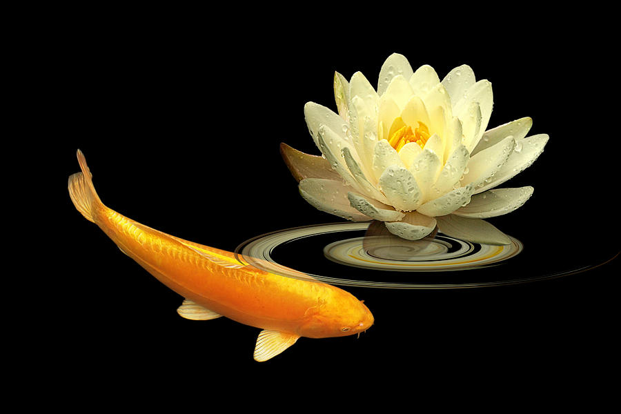 Golden Harmony - Koi Carp With Water Lily Photograph by Gill Billington