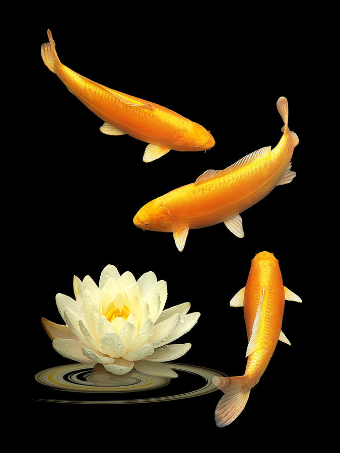 Fish Photograph - Golden Harmony Vertical by Gill Billington
