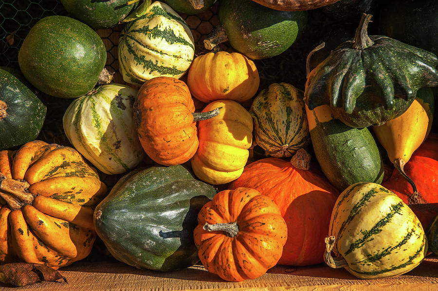 Pumpkin Photograph - Golden Harvest 1 by Jenny Rainbow