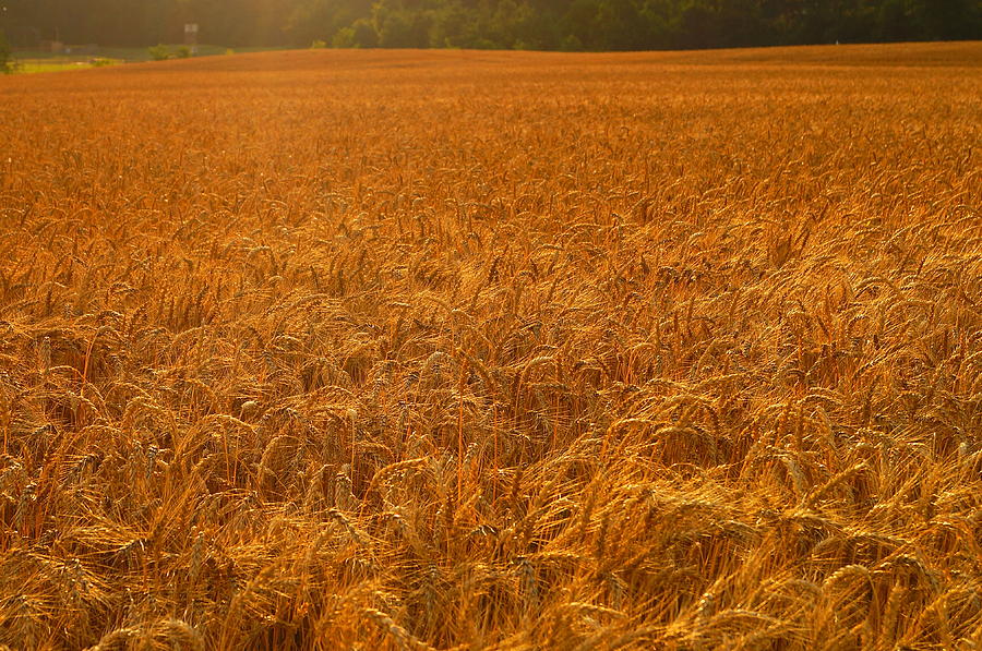 Golden Harvest Photograph by Beth Collins