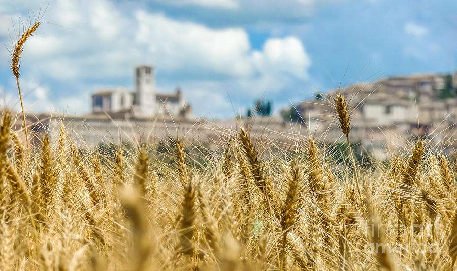 Architecture Photograph - Golden Harvest field and the blurred town of Assisi, Umbria, Ita by JR Photography