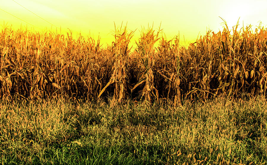 Golden Harvest Photograph