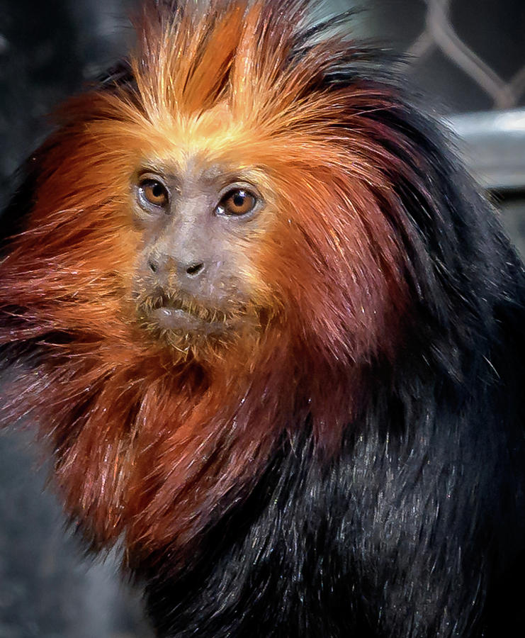 Golden- Headed Lion Tamarin Photograph by David Pine - Fine Art America