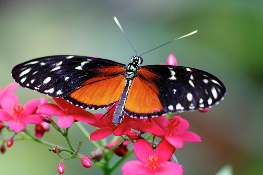 Golden Helicon Butterfly Photograph by Daniel Caracappa - Fine Art America