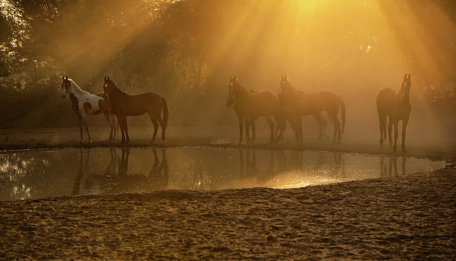 Golden Herd Photograph by Ekaterina Druz