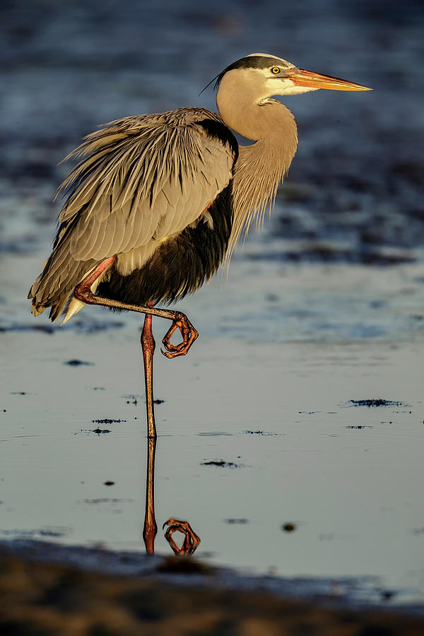 Golden Heron Photograph by Glenn Woodell - Fine Art America