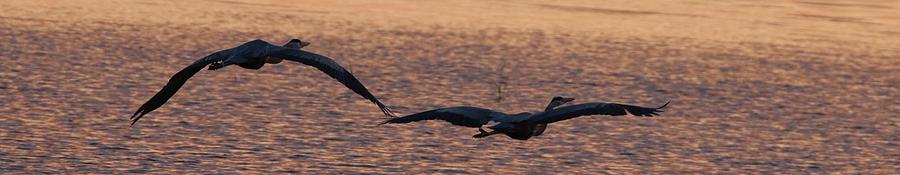 Golden Heron into the Sunset Photograph by Shawn M Greener