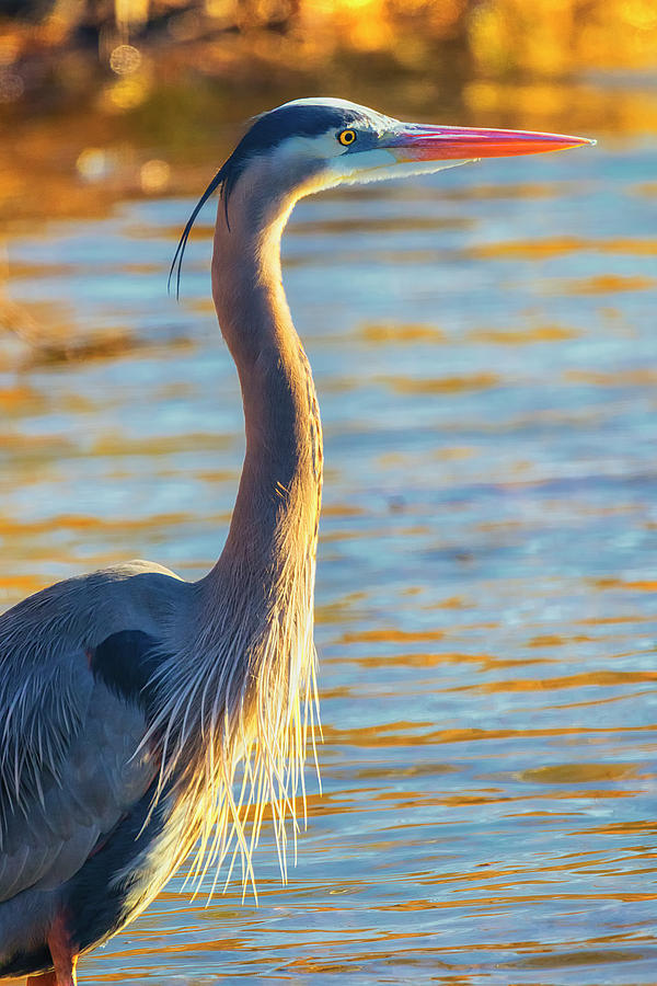 Golden Heron Photograph by Larry Helms - Pixels