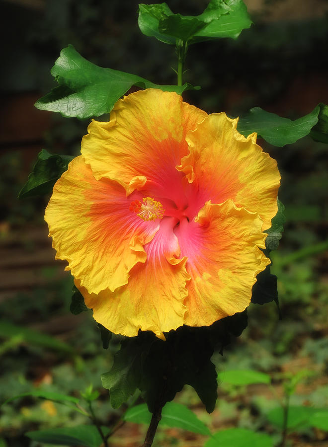 Golden Hibiscus Photograph by MTBobbins Photography
