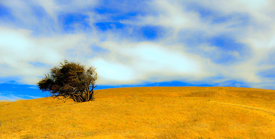 Golden Hill with Tree Photograph by Josephine Buschman