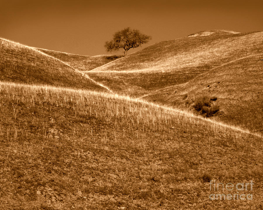 Golden Hills of California Photograph Photograph by Kristen Fox