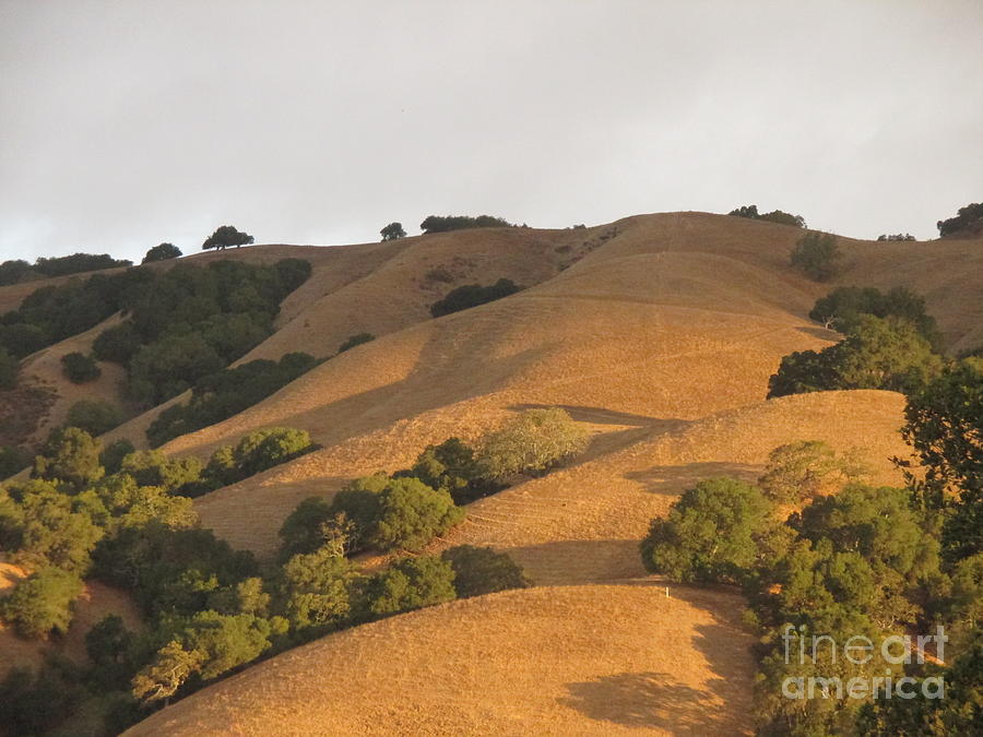 Nature Photograph - Golden Hills by Suzanne Leonard