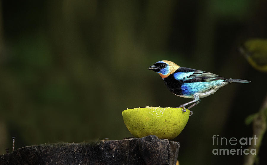 Golden Hooded Tanager Photograph by Ed McDermott