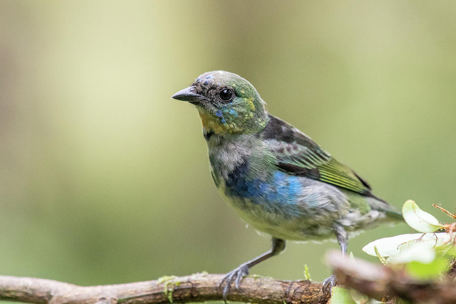 Golden-hooded Tanager Photograph by Mike Timmons - Pixels