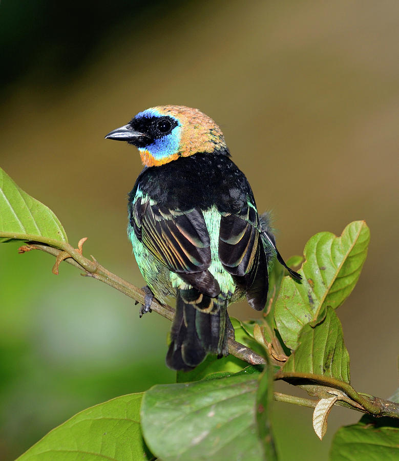 Golden Hooded Tanager on branch looking back in Costa Rica Photograph ...