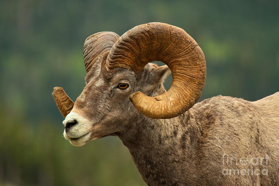 Golden Horns Photograph by Adam Jewell