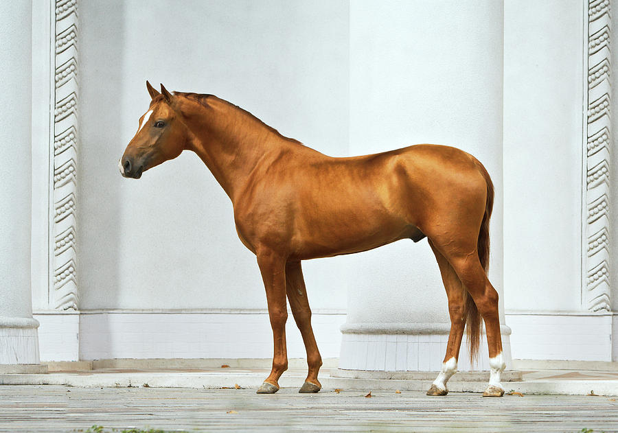 Golden Horse Photograph by Ekaterina Druz