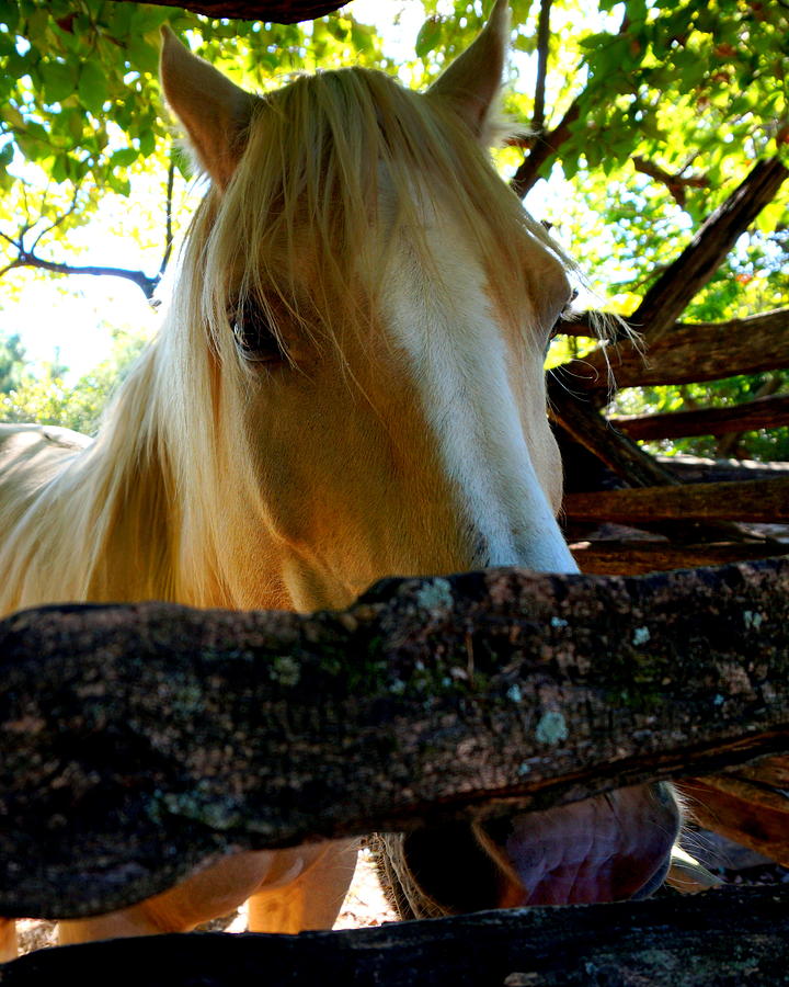 Golden Horse Photograph by Katy Hawk