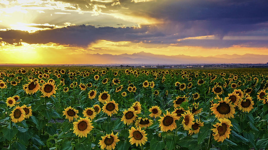 Golden Hour Across The Sunflower Fields Photograph by John De Bord